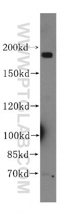 DNMBP Antibody in Western Blot (WB)