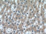 RNF41 Antibody in Immunohistochemistry (Paraffin) (IHC (P))