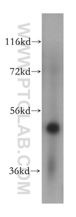 PUS3 Antibody in Western Blot (WB)