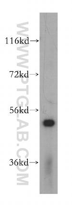 PUS3 Antibody in Western Blot (WB)