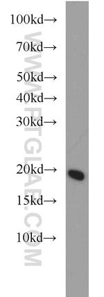 UBE2L6 Antibody in Western Blot (WB)