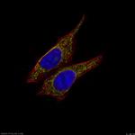 MRPS27 Antibody in Immunocytochemistry (ICC/IF)