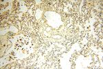 MRPS27 Antibody in Immunohistochemistry (Paraffin) (IHC (P))