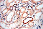 MRPS27 Antibody in Immunohistochemistry (Paraffin) (IHC (P))