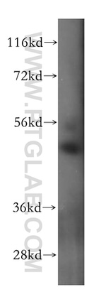 MRPS27 Antibody in Western Blot (WB)