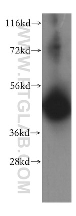 MRPS27 Antibody in Western Blot (WB)