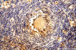 UBE2DNL Antibody in Immunohistochemistry (Paraffin) (IHC (P))