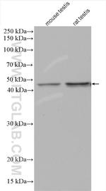ACTL7A Antibody in Western Blot (WB)
