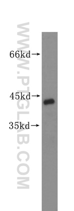 MAPK11 Antibody in Western Blot (WB)