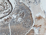 NRL Antibody in Immunohistochemistry (Paraffin) (IHC (P))