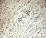 CD33 Antibody in Immunohistochemistry (Paraffin) (IHC (P))