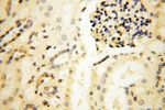 CD33 Antibody in Immunohistochemistry (Paraffin) (IHC (P))