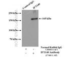 IFT140 Antibody in Immunoprecipitation (IP)