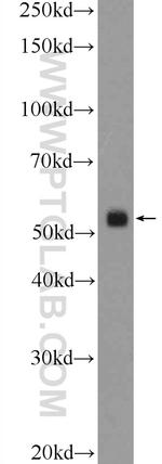 CLUAP1 Antibody in Western Blot (WB)