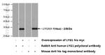 LYG1 Antibody in Western Blot (WB)