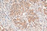 ANUBL1 Antibody in Immunohistochemistry (Paraffin) (IHC (P))