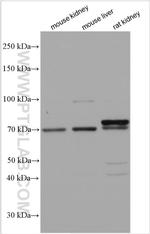 ANUBL1 Antibody in Western Blot (WB)