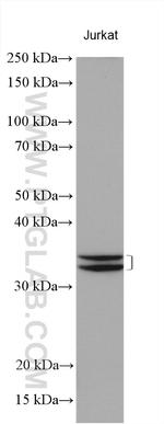 ICMT Antibody in Western Blot (WB)