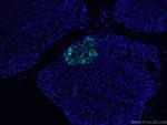 Somatostatin Antibody in Immunohistochemistry (PFA fixed) (IHC (PFA))