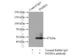 Inhibin beta A Antibody in Immunoprecipitation (IP)