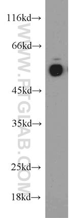 Inhibin beta A Antibody in Western Blot (WB)