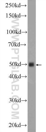 Inhibin beta A Antibody in Western Blot (WB)