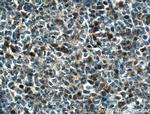 WDFY4 Antibody in Immunohistochemistry (Paraffin) (IHC (P))