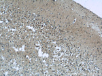 EXOC5 Antibody in Immunohistochemistry (Paraffin) (IHC (P))