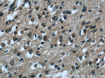 EXOC5 Antibody in Immunohistochemistry (Paraffin) (IHC (P))