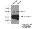 FIGNL1 Antibody in Immunoprecipitation (IP)