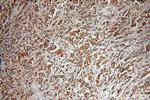 USP28 Antibody in Immunohistochemistry (Paraffin) (IHC (P))