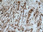 USP28 Antibody in Immunohistochemistry (Paraffin) (IHC (P))