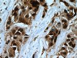 USP28 Antibody in Immunohistochemistry (Paraffin) (IHC (P))