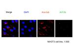 ARL13B Antibody in Immunocytochemistry (ICC/IF)