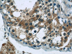 ARL13B Antibody in Immunohistochemistry (Paraffin) (IHC (P))