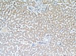 ARL13B Antibody in Immunohistochemistry (Paraffin) (IHC (P))