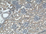 ARL13B Antibody in Immunohistochemistry (Paraffin) (IHC (P))