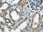 ARL13B Antibody in Immunohistochemistry (Paraffin) (IHC (P))