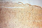 USMG5 Antibody in Immunohistochemistry (Paraffin) (IHC (P))