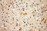 USMG5 Antibody in Immunohistochemistry (Paraffin) (IHC (P))