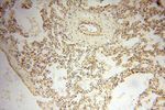 USMG5 Antibody in Immunohistochemistry (Paraffin) (IHC (P))