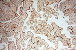 USMG5 Antibody in Immunohistochemistry (Paraffin) (IHC (P))