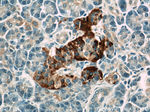 ATP6V1F Antibody in Immunohistochemistry (Paraffin) (IHC (P))