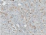 BCL10 Antibody in Immunohistochemistry (Paraffin) (IHC (P))