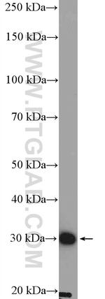 BCL10 Antibody in Western Blot (WB)