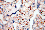 RANBP9 Antibody in Immunohistochemistry (Paraffin) (IHC (P))