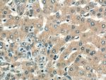 VPS16 Antibody in Immunohistochemistry (Paraffin) (IHC (P))