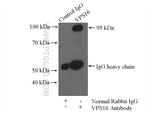 VPS16 Antibody in Immunoprecipitation (IP)