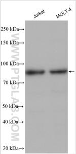c-Myb Antibody in Western Blot (WB)