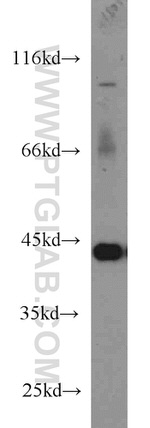 PGK1 Antibody in Western Blot (WB)